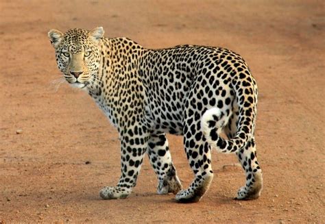 Top 17 Charities & Organisations That Help Endangered Animals.